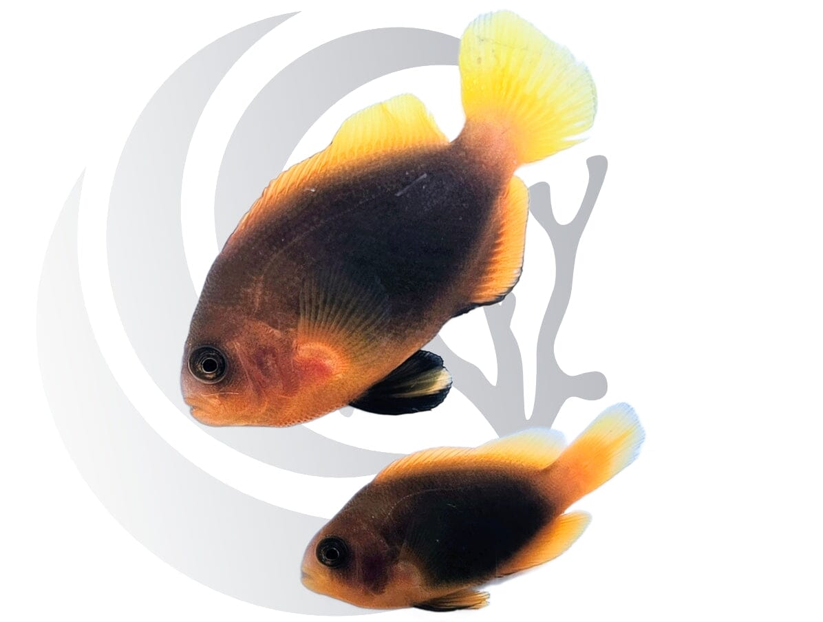 Cinnamon Clownfish WYSIWYG Tank-raised Pair