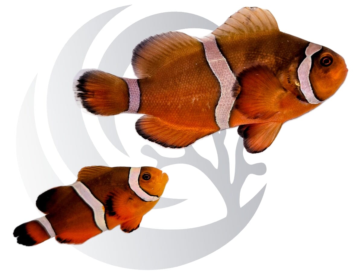 Mai Tai (Ocellaris x Maroon) Clownfish WYSIWYG Tank-raised Large Pair