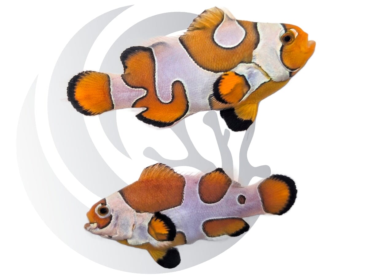 Orange Storm Clownfish WYSIWYG Captive Bred Pair