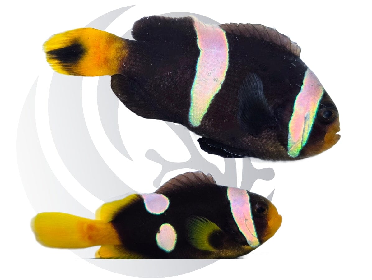 Sebae Clownfish Indian Ocean WYSIWYG Tank-raised Pair