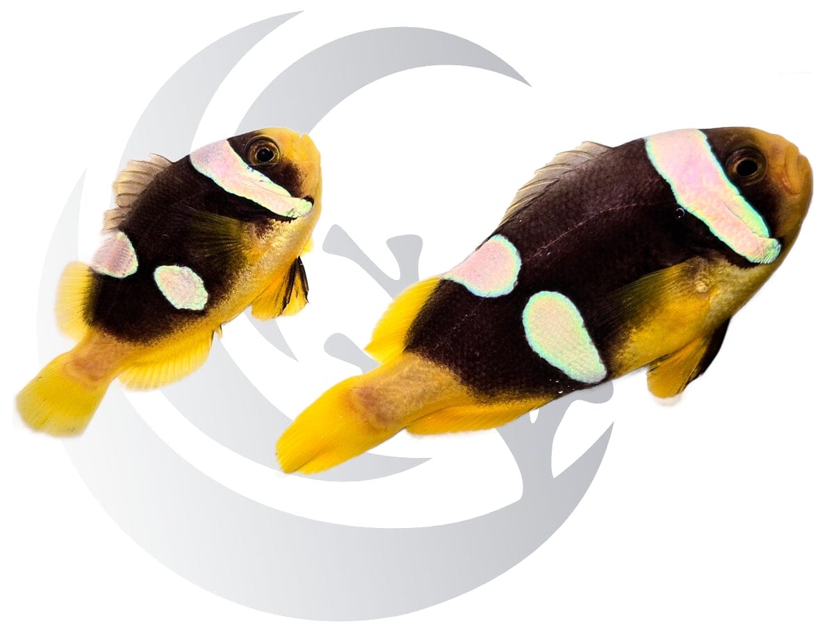 Sebae Clownfish WYSIWYG Tank-raised Pair
