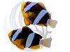 Clarki Clownfish WYSIWYG Spawning Captive Bred Pair