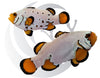 Frozen Clownfish WYSIWYG Captive Bred Pair