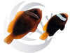 Melanopus Clownfish WYSIWYG Captive Bred Pair