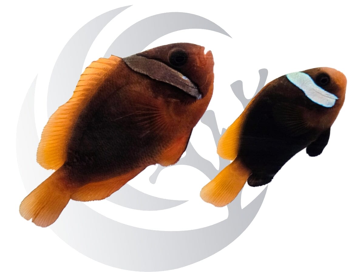 Melanopus Clownfish WYSIWYG Captive Bred Pair