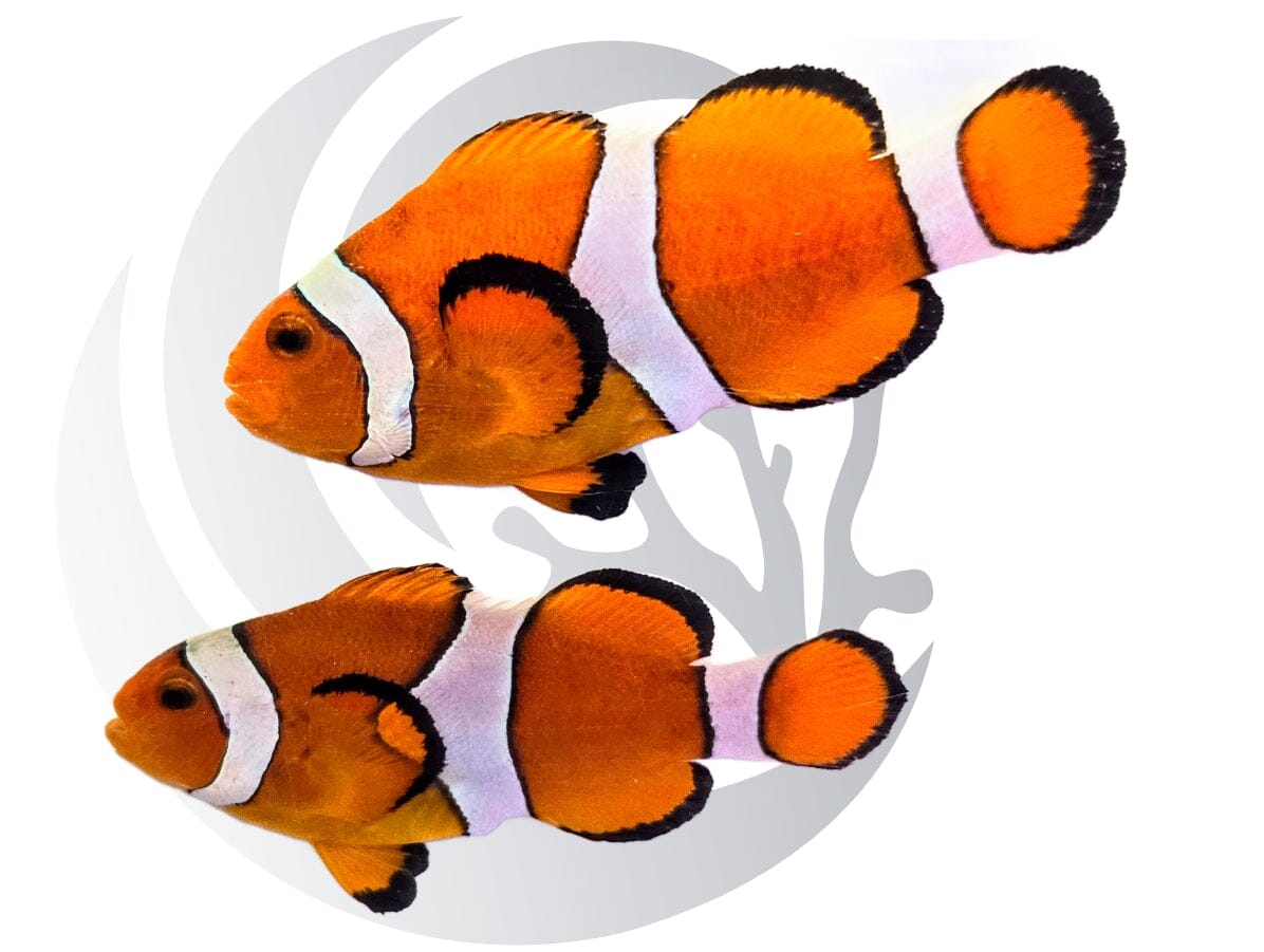 Ocellaris Clownfish WYSIWYG Captive Bred Pair