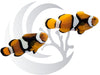 Onyx Clownfish WYSIWYG Captive Bred Pair