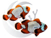 Snowflake Maroon Clownfish WYSIWYG Captive Bred Pair