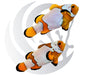 Snowflake Clownfish WYSIWYG Captive Bred Pair