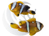 Spotcinctus Clownfish WYSIWYG Captive Bred Pair