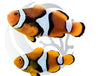 True Percula Clownfish WYSIWYG Captive Bred Pair