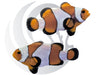 Wide Bar Mocha Clownfish WYSIWYG Captive Bred Pair