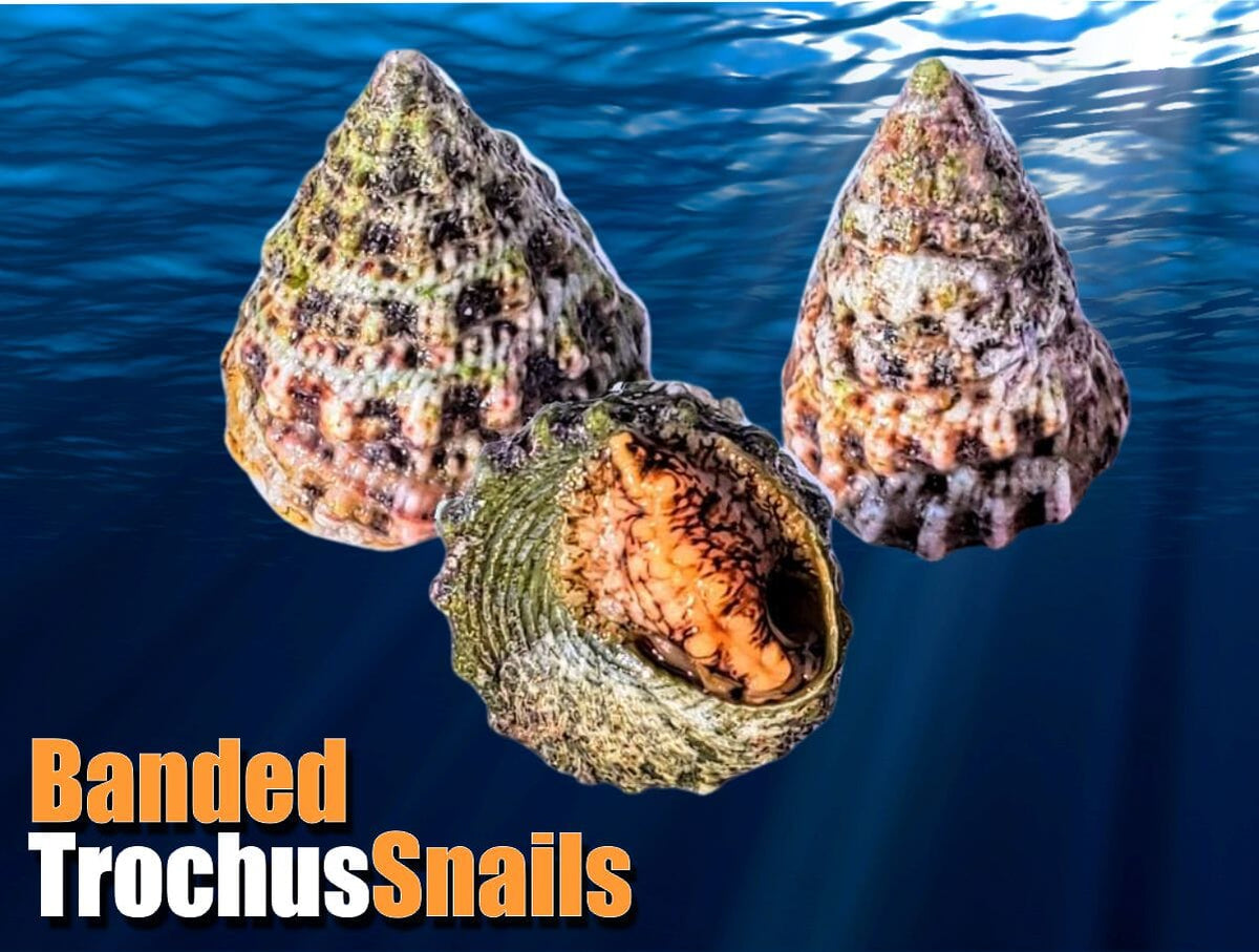 Banded Trochus Snails