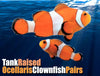 Tank-raised Ocellaris Clownfish Bonded Pair