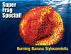 Super Frag - Burning Banana Sylocoeniella