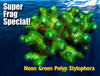 Neon Green Polyp Stylophora