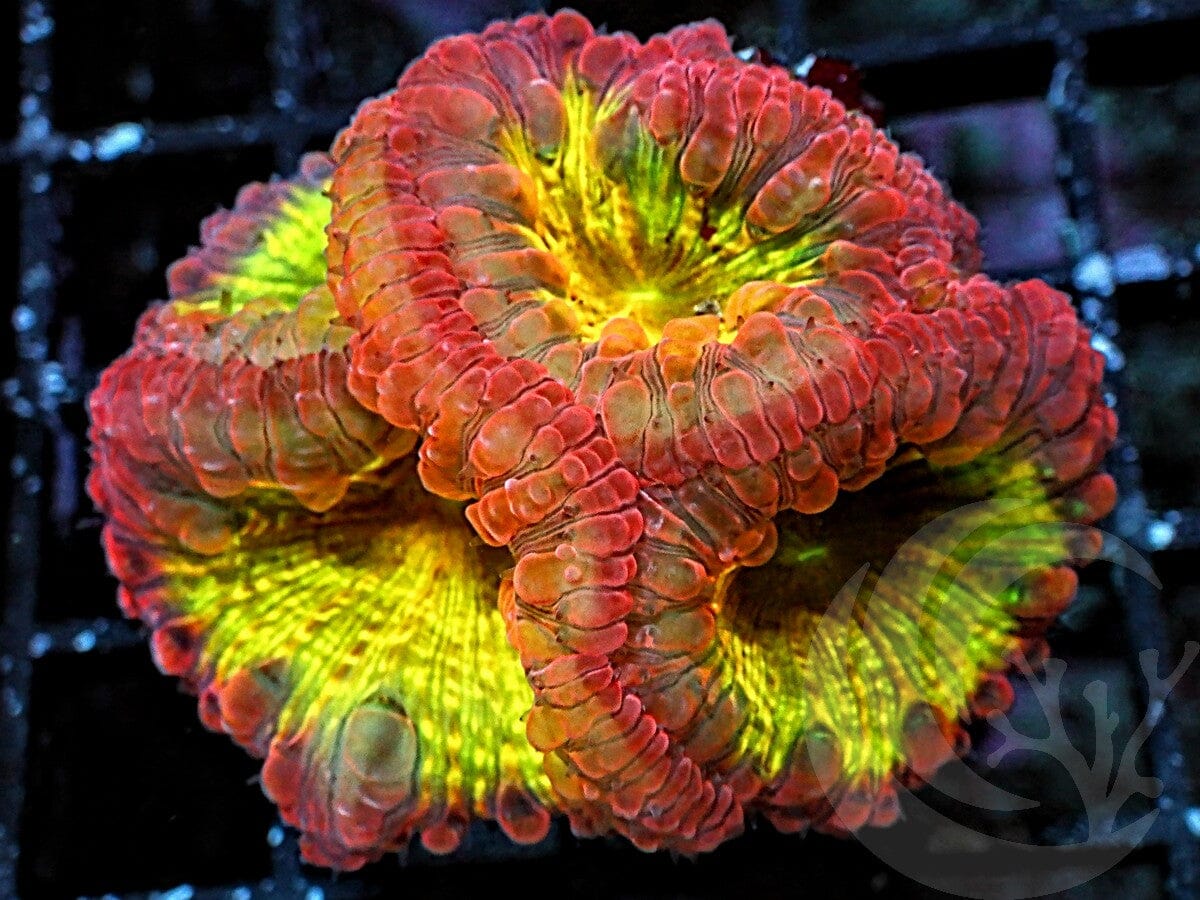 Tropical Punch Blastomussa wellsi
