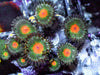 Orange Ball Zoanthids