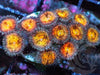 Gold Coins Zoanthids