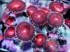 Ruby Zoanthids