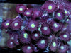 Plum Pudding Zoanthids