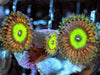 Sunflower Zoanthids