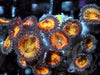 Gold Coins Zoanthids