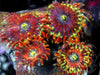 Magic Man Zoanthids