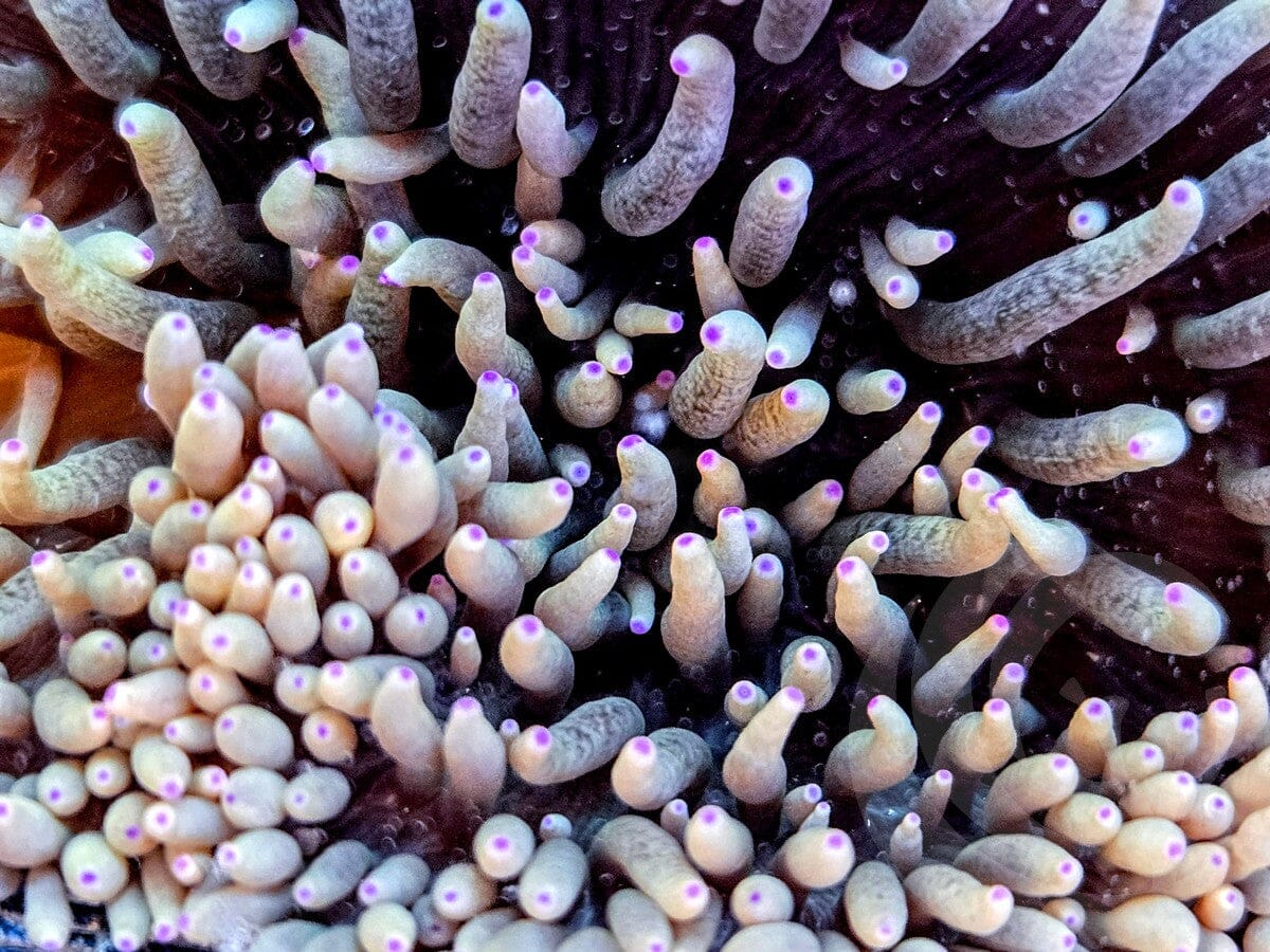 Purple tip Yellow-Green Heteractis crispa