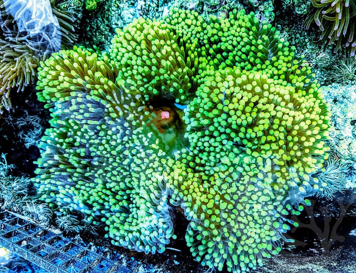 Bright Green Heteractis magnifica Yellow-Brown Base
