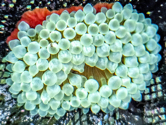  Translucent Green Bubble Tip Anemone with Red Base