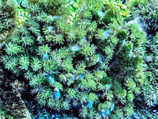 Green Bushy Hellfire Anemone WYSIWYG