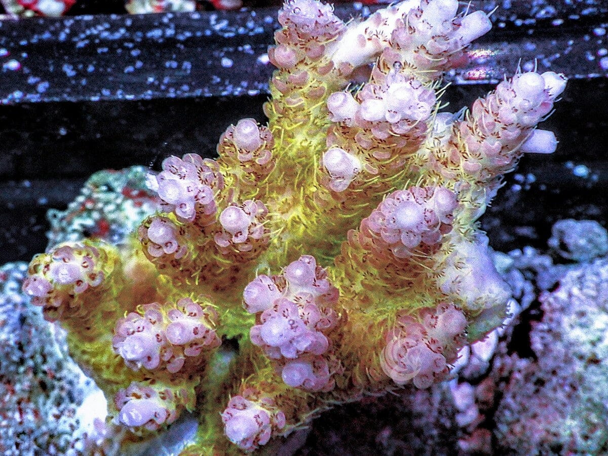 Chunky Pink tip Fuzzy Yellow Table Acropora