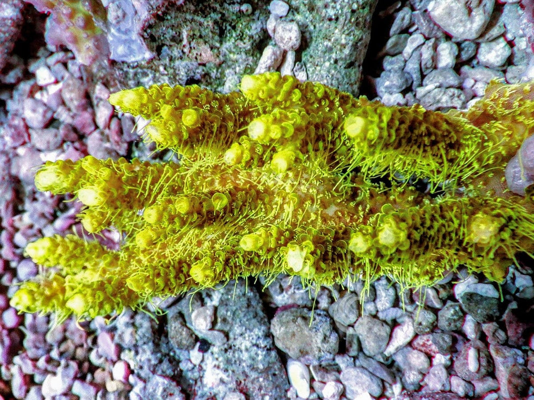 Chunky Super Fuzz Table Acropora