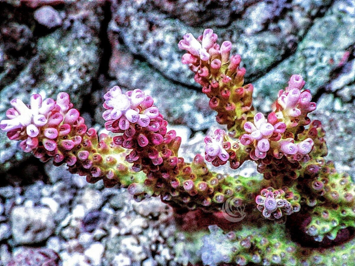 Chunky Strawberry Shortcake Acropora