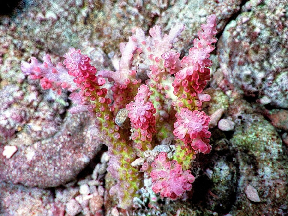 Chunky Strawberry Shortcake Acropora