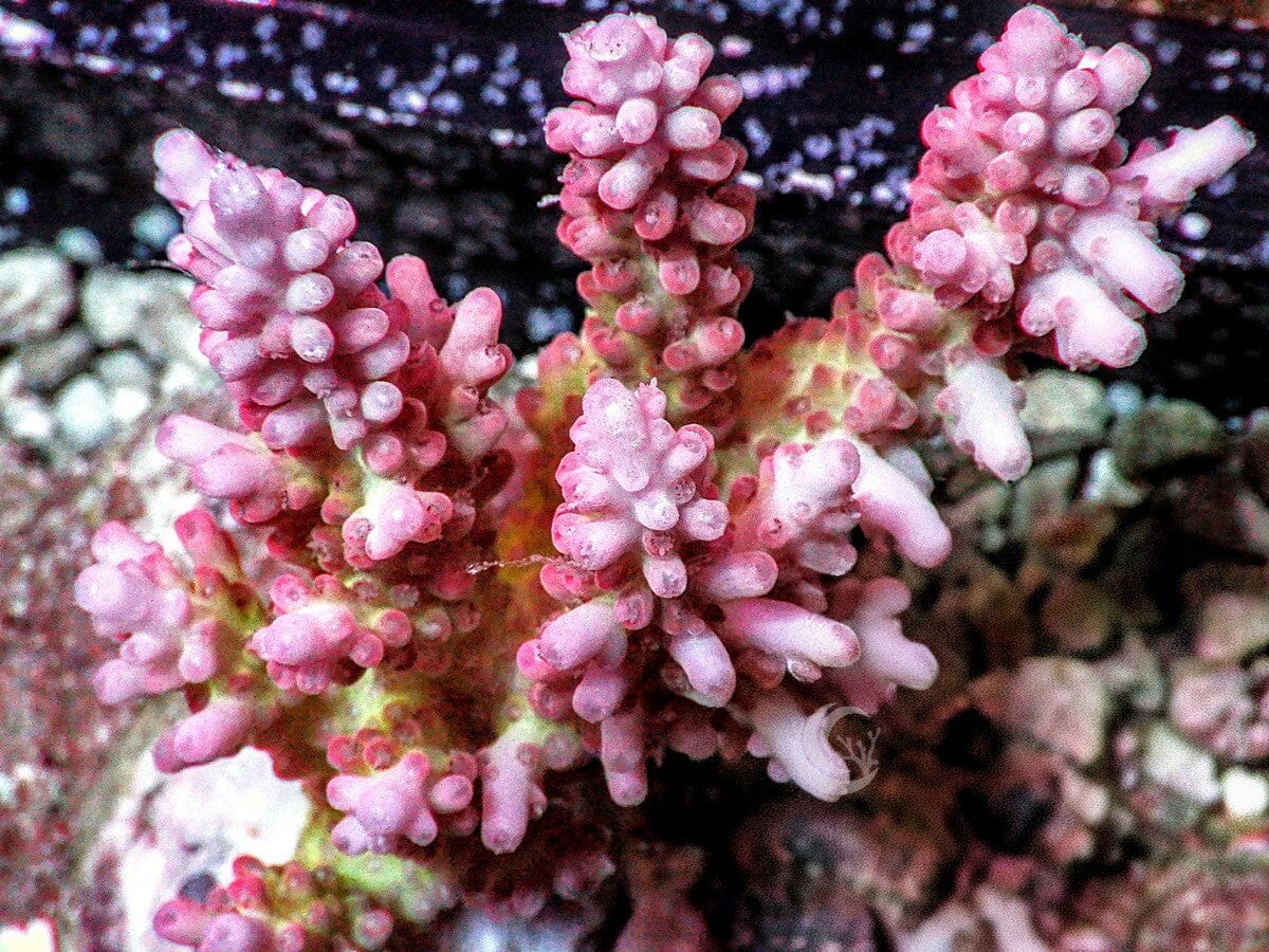 Chunky Strawberry Shortcake Acropora