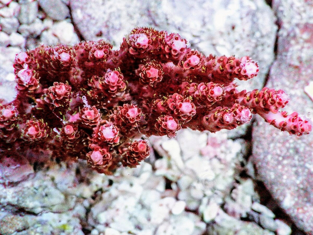 Chunky Red Table Acropora