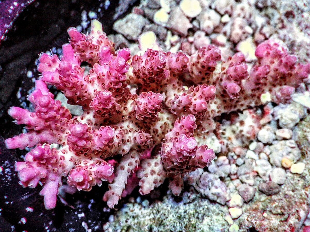 Chunky Pink tip Table Acropora