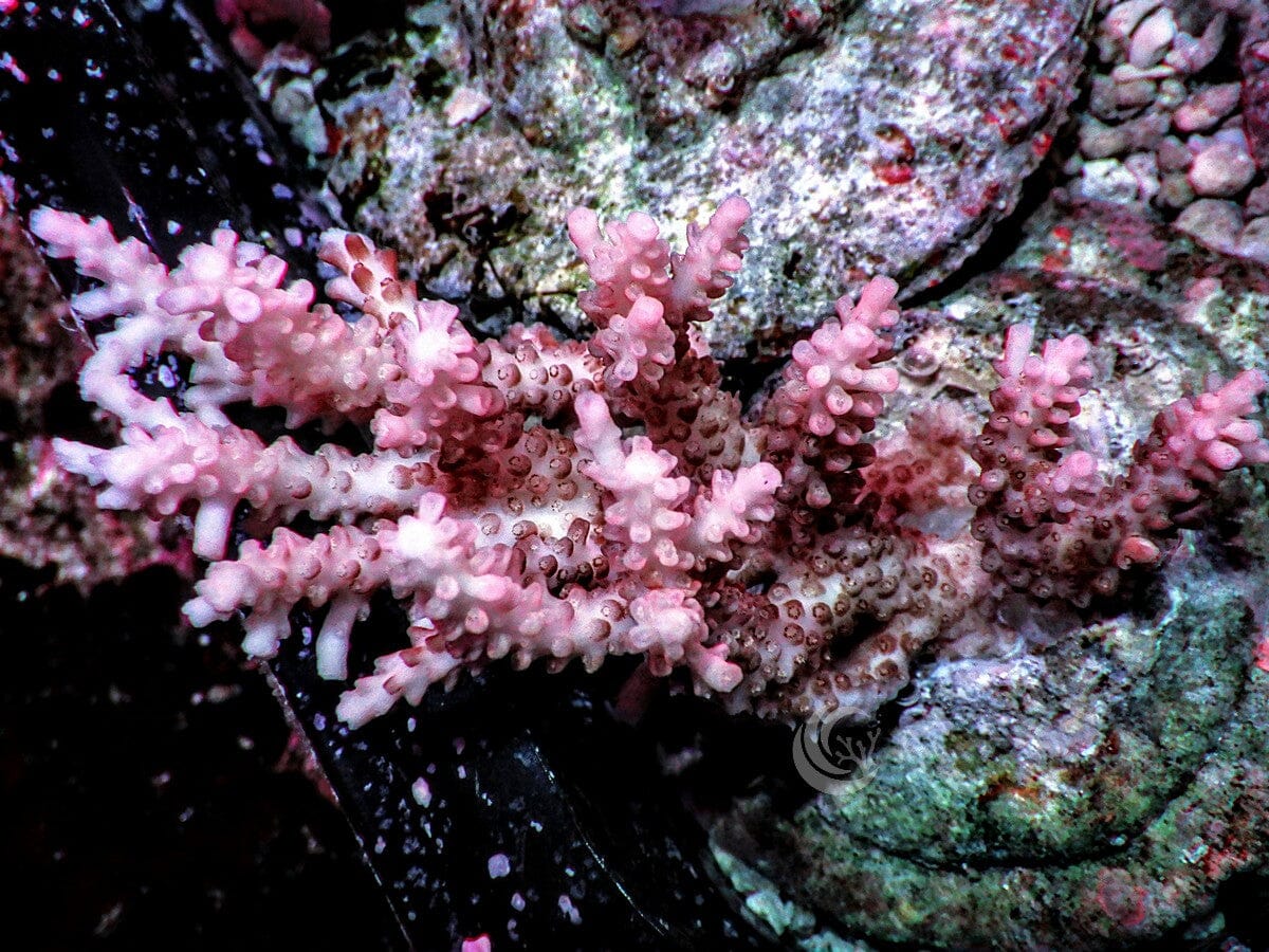 Chunky Pink Table Acropora