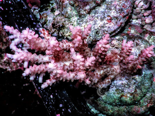 Chunky Pink Table Acropora