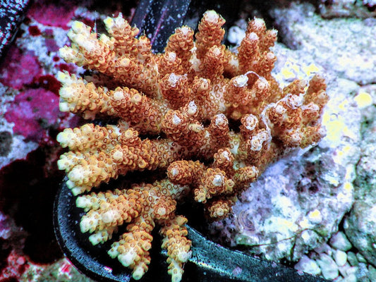 Chunky Reddish Table Acropora