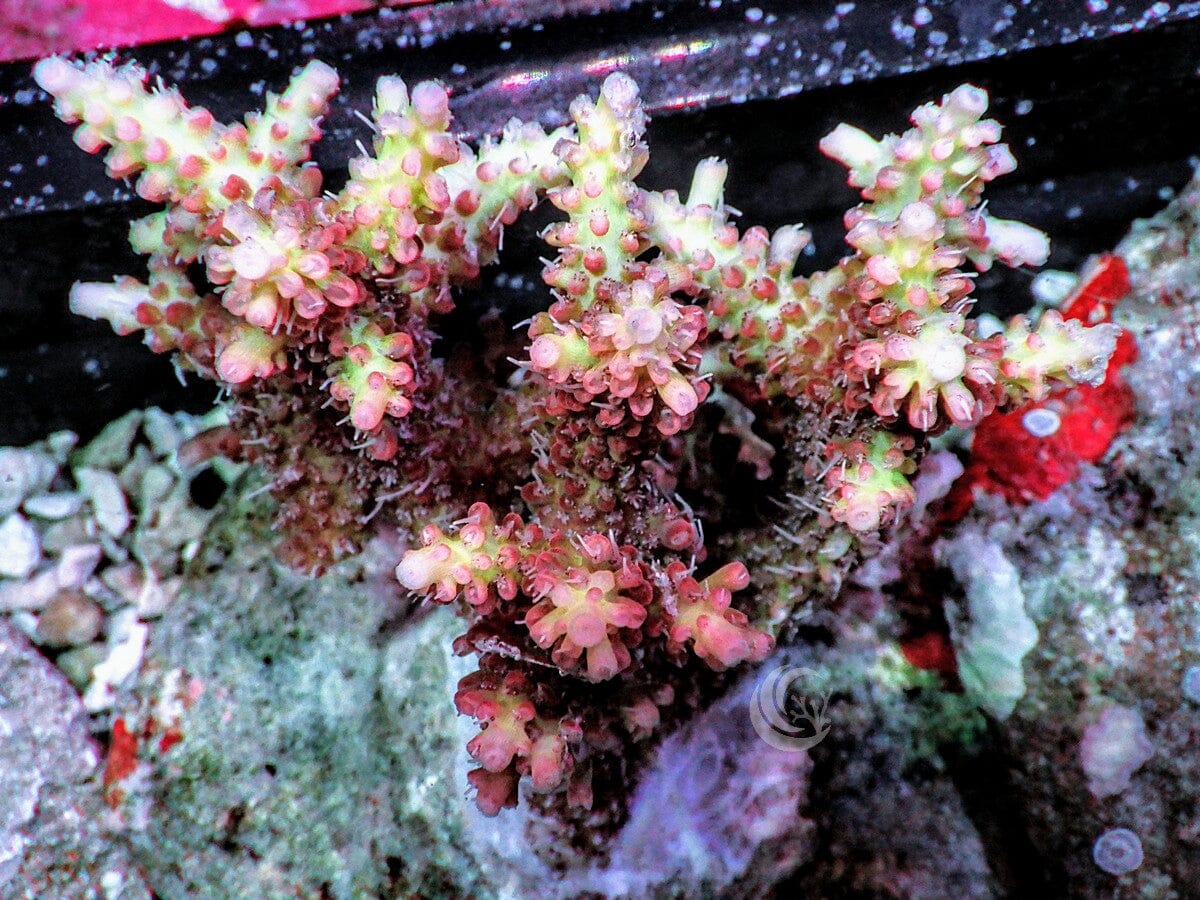 Chunky Strawberry Shortcake Acropora 