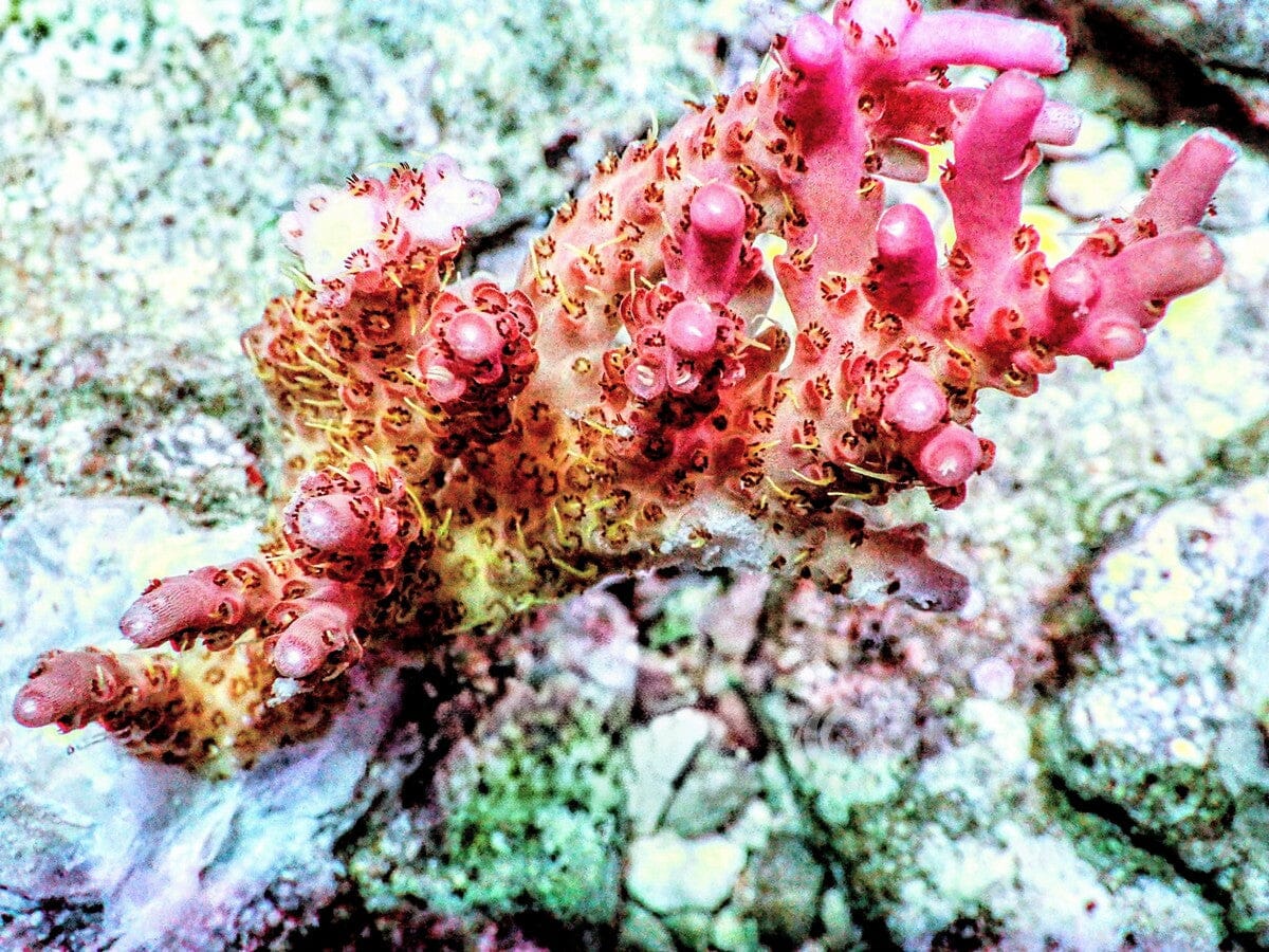 Chunky Pink tip Table Acropora