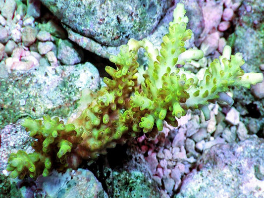 Chunky Lime Acropora