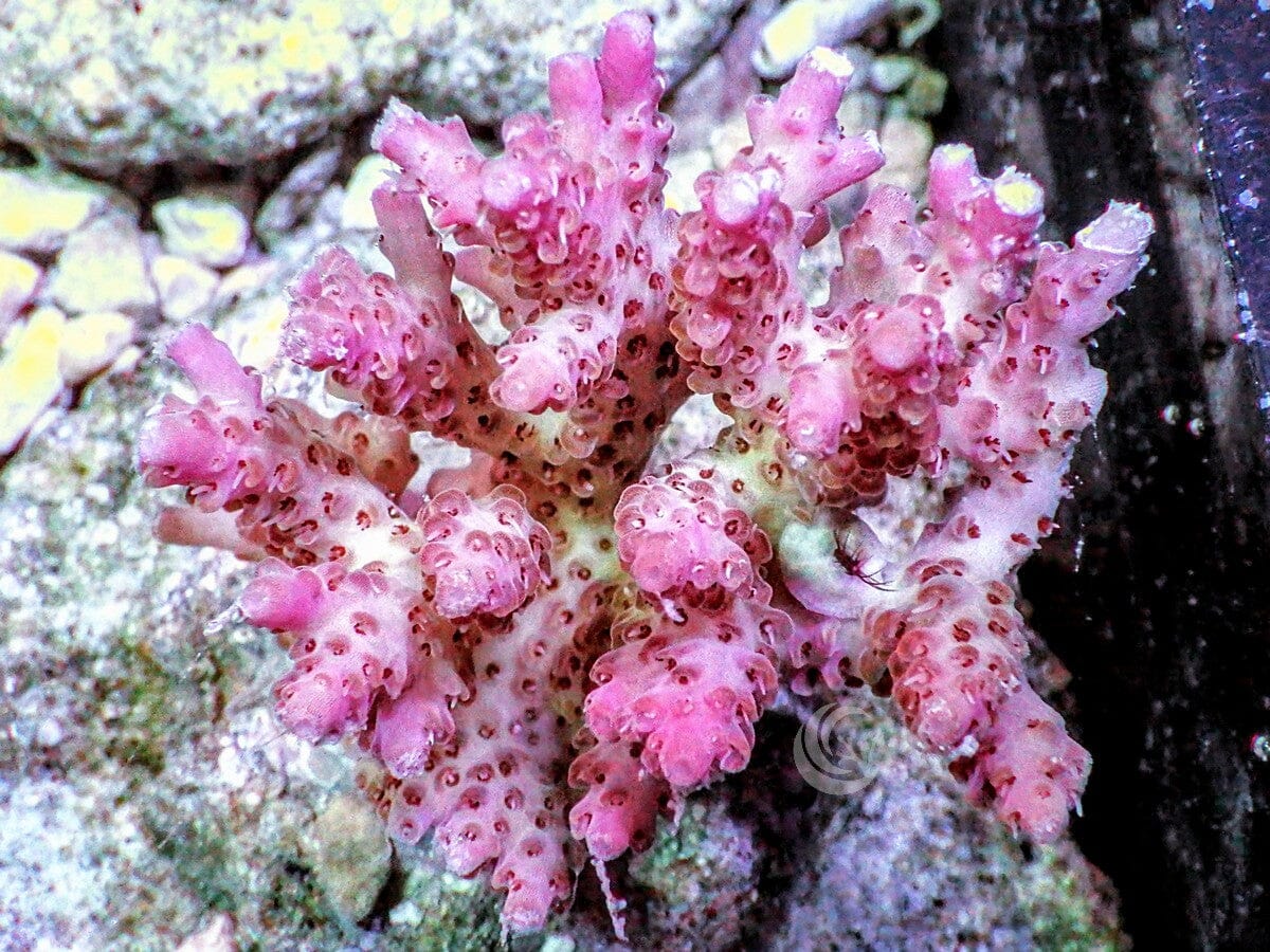 Chunky Pink Acropora