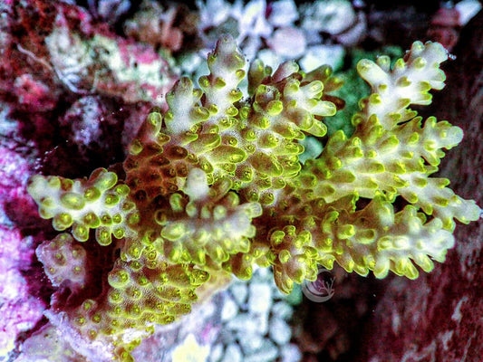 Chunky Bluish tip Acropora