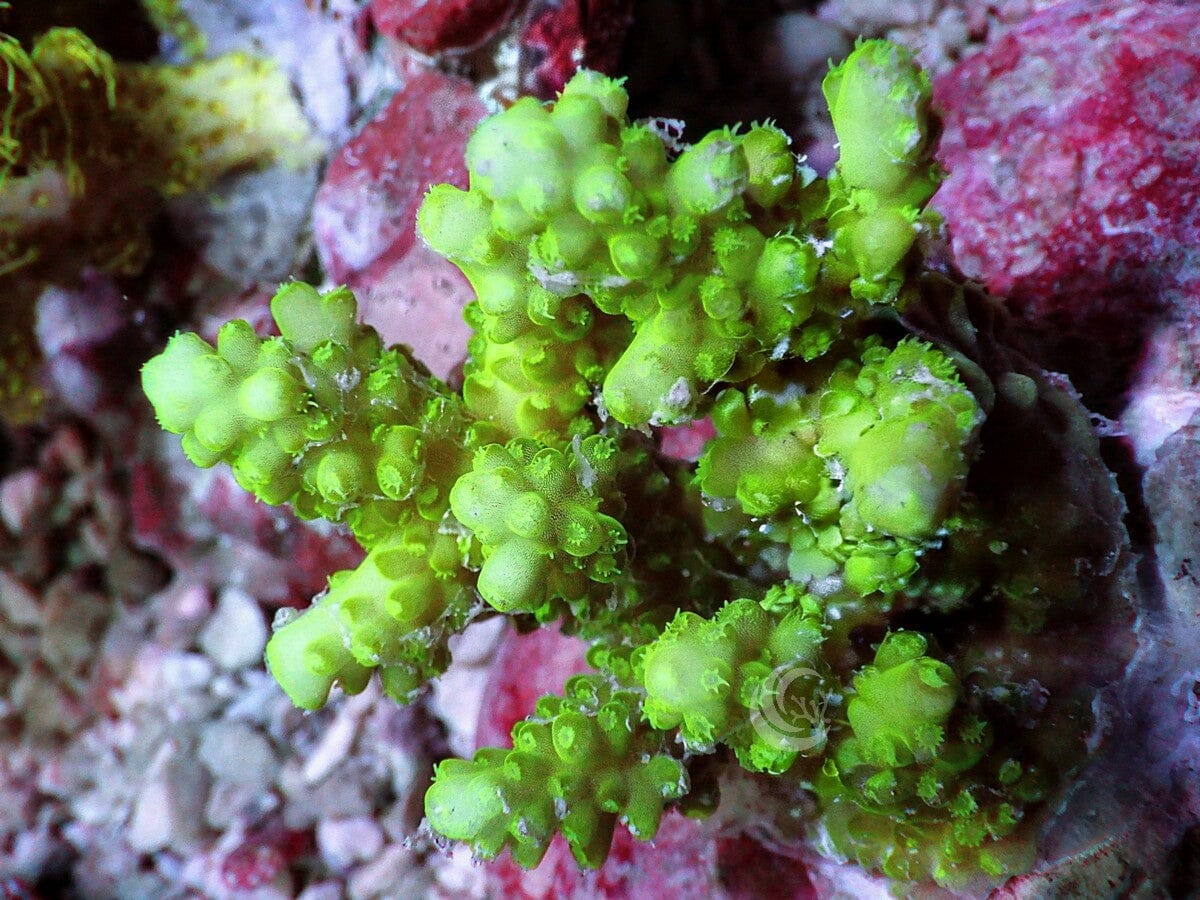Chunky Green Acropora