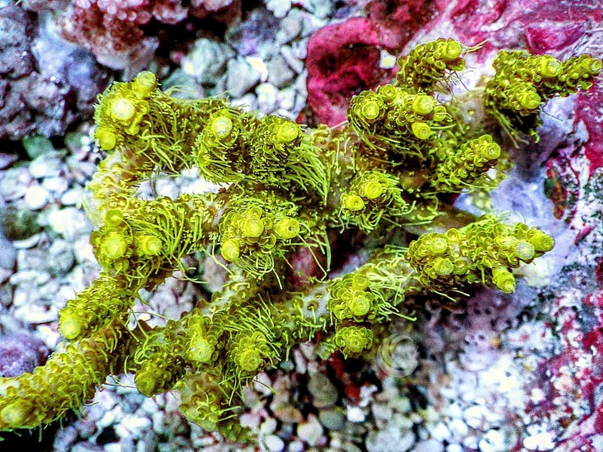 Chunky Green Acropora