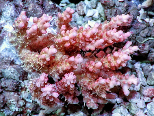 Chunky Pink Fuzzy Acropora